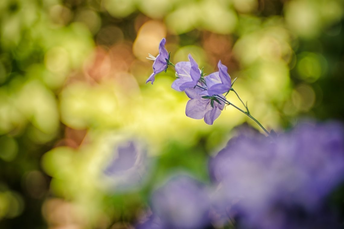 Lille blå blomsy